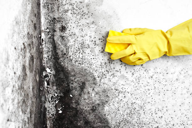 Best Mold Removal for HVAC Installations  in Landrum, SC