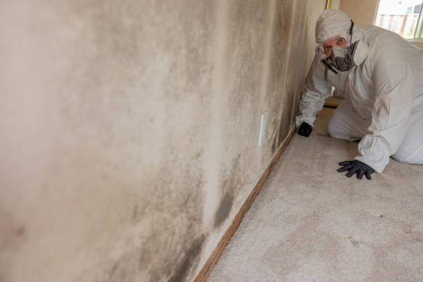 Best Mold Remediation for Vacation Homes  in Landrum, SC